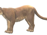 Cougar