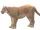 Cougar