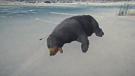 Bear Carcass