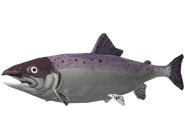 Coho salmon.png (332 KB) Old model.