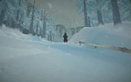 Bear roaring before charging