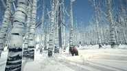 BearTorch.png (1.85 MB) Birch Forest