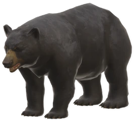Bear