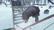 A downed bear.