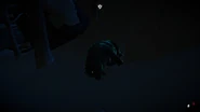 Aurora Carcass