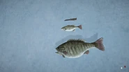 The size of the Big Bass compared to a regular Smallmouth Bass (Raw) (with hunting knife for reference)