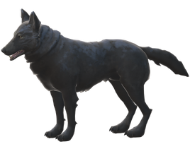 Wolf