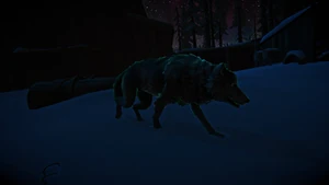 Aurora Timberwolf
