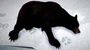Black bear carcass