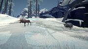 A Bear and Moose ignoring one another.
