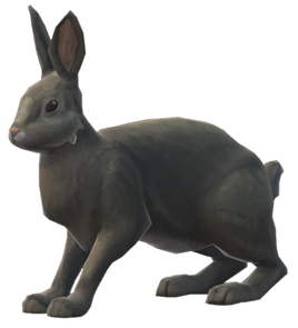 Rabbit
