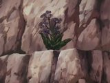 千年草的果實