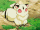 Kirara