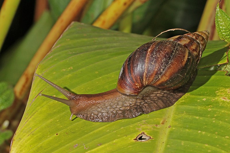 Giant African Land Snail Invasive Species Wiki Fandom