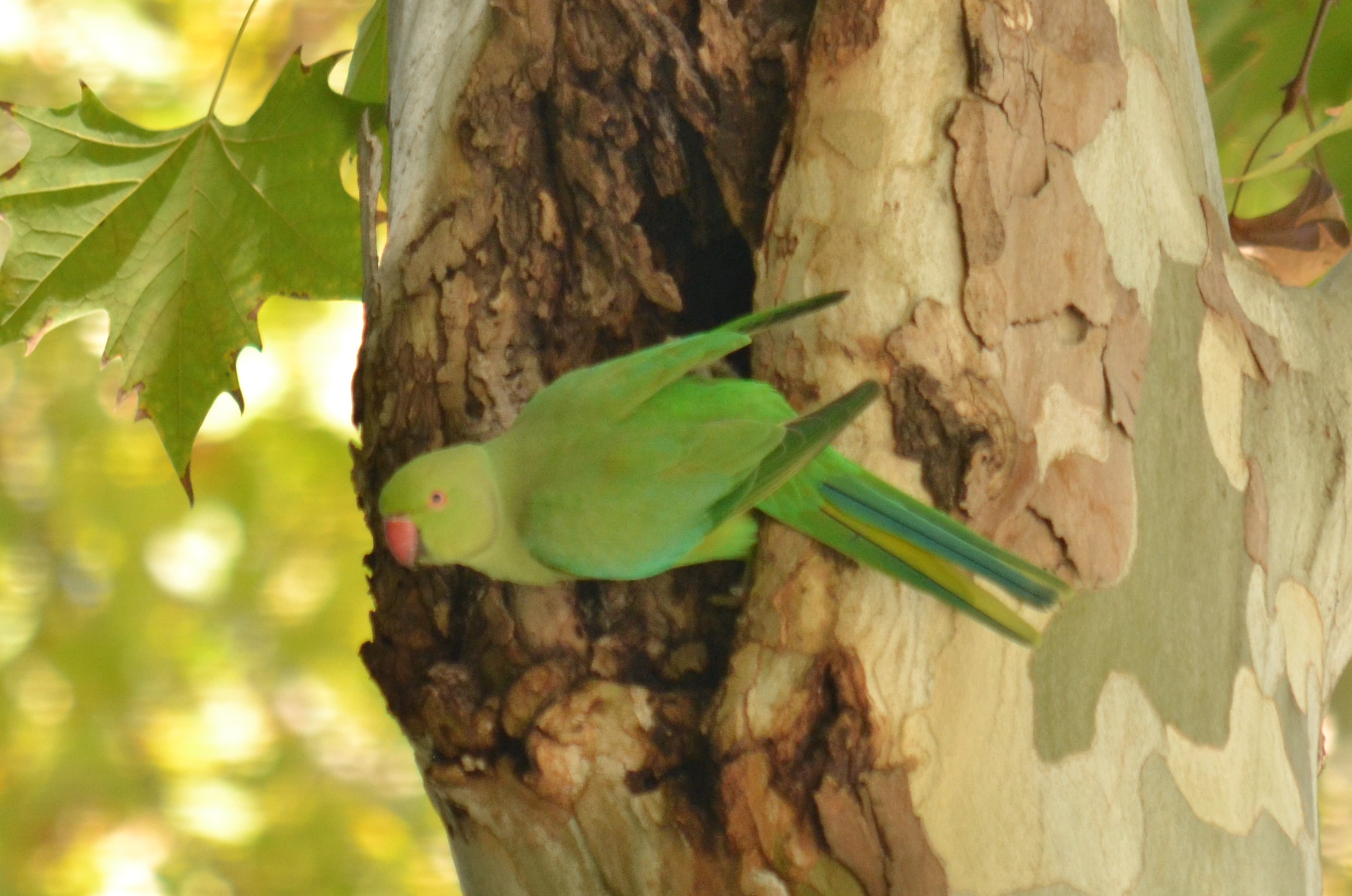Rose-ringed Parakeet - Birds of South Africa