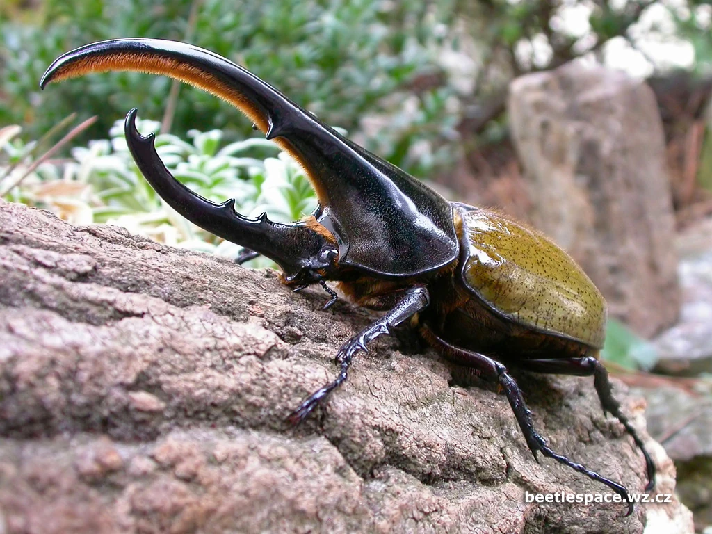 female japanese rhinoceros beetle