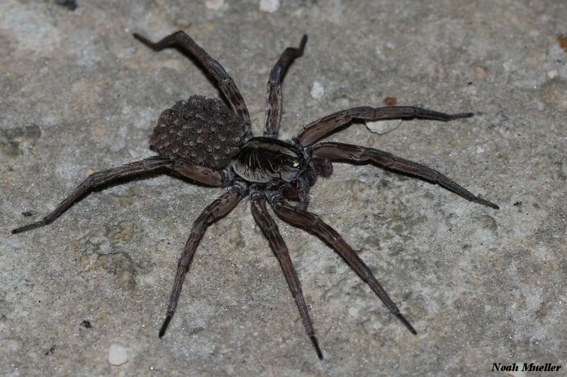 where do wolf spiders live