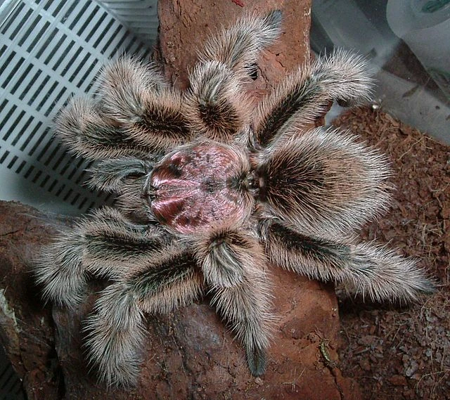 G. rosea (Chilean Rosehair Tarantula) Invertepedia Wiki Fandom