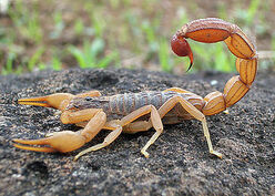 cephalothorax scorpion