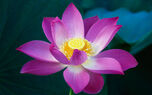 Pink Lotus Flower