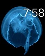 MotionJellyfishWatchFace