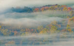 Forest in Mist