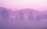 Pink Forest