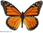 Monarch butterfly.jpg