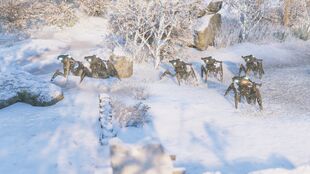 Up-close in the snow