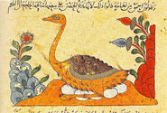 Ostrich Islamic Manuscript