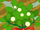 Mistletoe Bush