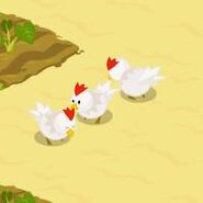 Chickens on the sand