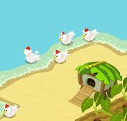 Chickens on the coast