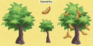 Life cycle of the tamarind tree.