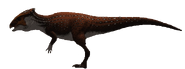 Homalocephale model