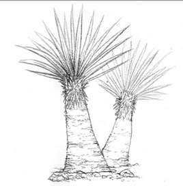Yucca The Isle