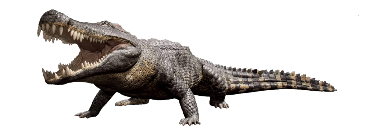 Tyrannosaurus Deinosuchus Crocodile Sarcosuchus Reptile PNG