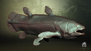 Coelacanth model by Baardo