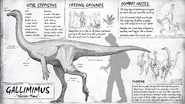 Gallimimus dossier
