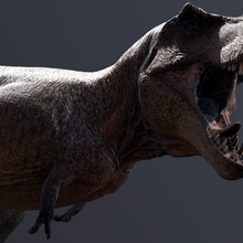 Tyrannosaurus The Isle Wiki Fandom Click on the download button below. tyrannosaurus the isle wiki fandom