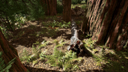 Redwood forest floor