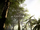 Jungle