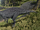 Coastal Suchomimus The Isle.png