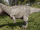 Albino Giganotosaurus The Isle.png
