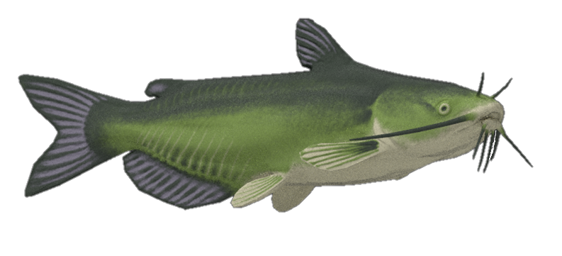 Channel Catfish, The Isle Wiki