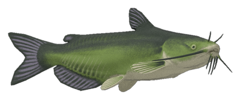 Channel Catfish - Fishing Planet Wiki