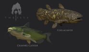 'Elite fish'; The Channel Catfish and the Coelacanth