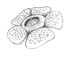 Rafflesia arnoldii The Isle