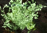 A Berry Bush After A Herbivore Uses Scent