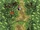 Jungle